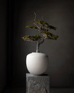 VAZË SUNAO, MESME - BIRCH