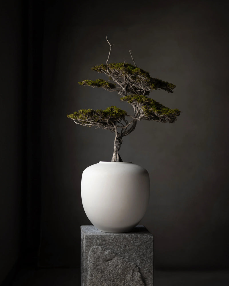 VAZË SUNAO, MESME - BIRCH